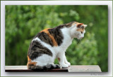 POES