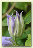 clematis