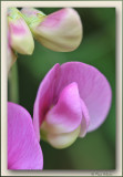 reukerwtjes Lathyrus odoratus 