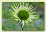 echinacea