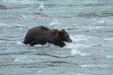 Canada-Alaska 2008