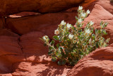 growing out of the rock