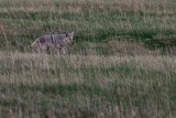 Yellowstone National Park, Wyoming and Montana