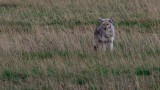 Yellowstone National Park, Wyoming and Montana - coyote