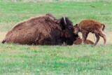 Yellowstone National Park, Wyoming and Montana