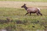 Yellowstone National Park, Wyoming and Montana