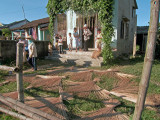 Drying reeds