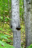 Bracket Fungus