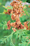 Cedar cones