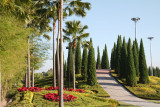 Cypresses by day