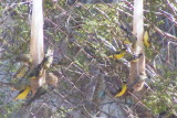 American and House Finches