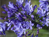 Agapanthus