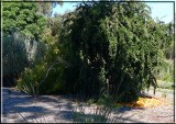 Garden features Chinese persimmon