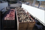 Loading up the Sea Link Ferry