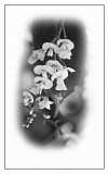 Hardenbergia