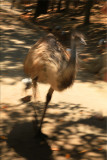 Emu on the run