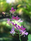 Orchid house, Flecker BG, Cairns 30.09.11.04.jpg