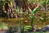 Tropical plants, Cairns B.G. 30.09.11.37 set 2.jpg