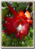 Epiphyllum