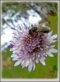 Bee on wild scabious