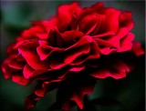 Deep red rose