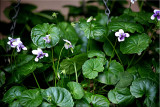 Native violets