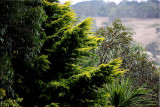 Leafy trees