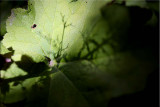 Shadows on a leaf