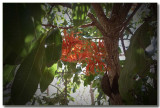 Firewheel blossom