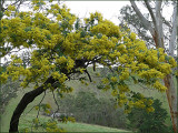 Acacia baileyana