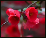 Ornamental Quince Blossom