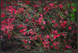 More Quince blossom