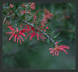 Grevillea