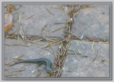 Common garden skink