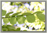 Golden elm leaves morning sunlight