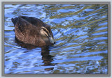 Well-fed duck on a pond in the park