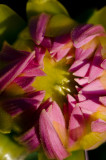 bouton de dahlia