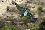 Pelican looking for fish