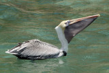 Pelican swallowing fish