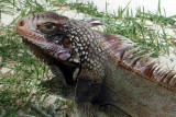 Iguana