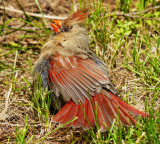 Young Cardinal