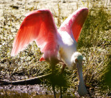 Roseate Spoonbill