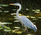 Great Blue Heron