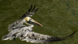 Pelican landing