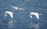 3 Swans on the harbour