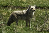 Coyote surveys his domain..