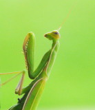 Praying Mantis - Aug 15, 2012