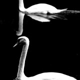 217:365<BR>Swans