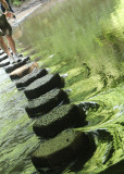 152:366<br>Stepping Stone