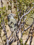 Warbling Vireo